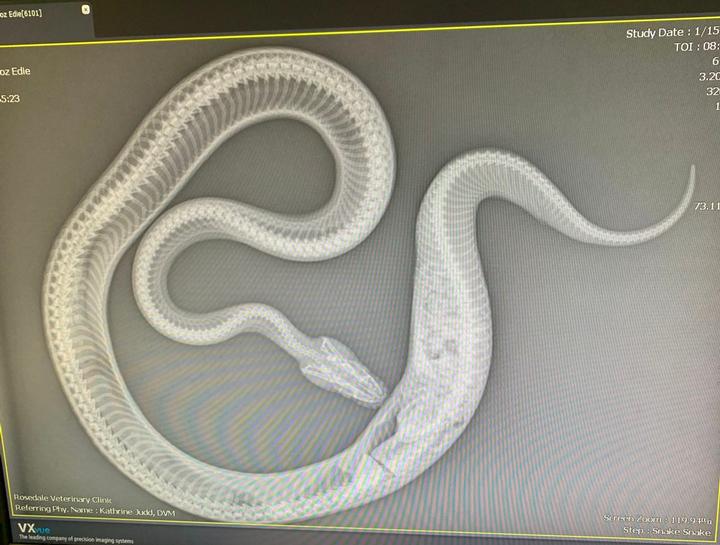 Pet Radiology Pet Scan